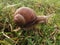 Young snail in a grass