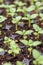 Young Snapdragon flower seedlings in their propagation tray. Cut flower garden DIY. Plant seedlings.