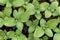 Young Snapdragon flower seedlings in their propagation tray. Cut flower garden DIY. Plant seedlings. Top view.