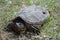 Young Snapping Turtle Nestled In Grass