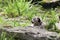 Young Snow Leopard