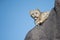 Young Snow Leopard Cub Climbing On Rock