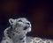 Young Snow leopard portrait  on dark background