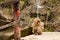 Young snow monkey quietly sitting on path edge