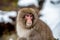 Young snow monkey in the wild