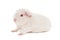 Young snow-white guinea pig albino of a breed of teddy sitting in a half-turn head to the left