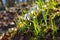 Young snowdrops in early spring in the forest