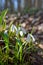 Young snowdrops in early spring in the forest