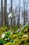Young snowdrops in early spring in the forest