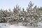 Young snowy Christmas trees grow in a forest