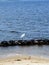 Young snowy egret on living shoreline