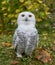 Young snowy owl poses, Bubo scandiacus