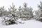 Young snowy spruce trees grow in the forest