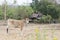 Young solo brown bull stand on field