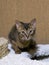 Young somali kitten crouched before jumping