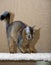 Young somali kitten sharpens claws arched back