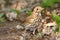 Young song thrush