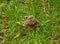 Young song thrush chick