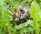 Young song thrush chick sitting in grass