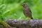 Young song thrush stands on big branch in green forest