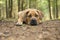 Young south african mastiff dog lying down in a forest lane with