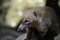 Young South American Coati