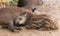 Young South American tapir