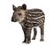 Young South american tapir, isolated, 41 days old