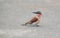 A young Southern Carmine Bee-eater sitting on the tar road