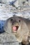 Young southern elephant seal that