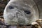 Young Southern Elephant Seal- The Falkland Islands