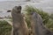 Young Southern Elephant Seals in the Falkland Islands