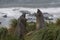 Young Southern Elephant Seals in the Falkland Islands