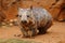 Young Southern Hairy-nosed Wombat