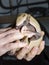 Young southern three-banded armadillo in hand of a zookeeper