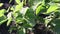 A young soy-beans plant seedling, sunlit in close up, growing outdoors in an garden.