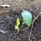 Young soy been seedling.Plant seed growing