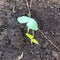 Young soy been seedling.Plant seed growing