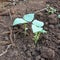 Young soy been seedling.Plant seed growing