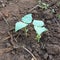 Young soy been seedling.Plant seed growing