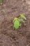 Young soya plants on a farm