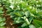 Young soybean field rows in summer