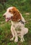 Young spaniel dog sitting on grass