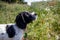 Young spaniel puppy looking up whilst stood in a meadow.