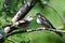 Young Sparrow Being Fed by its Parent