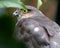 Young Sparrow Hawk in tree in urban garden.