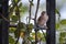 Young Sparrow in the hedge