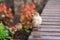 Young sparrow summer sitting on a bench