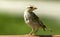 A Young Sparrow Waits For Lunch