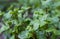 Young spearmint plant growing on the ground close up shot with selective focus